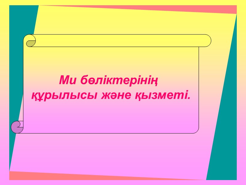 Ми бөліктерінің  құрылысы және қызметі.